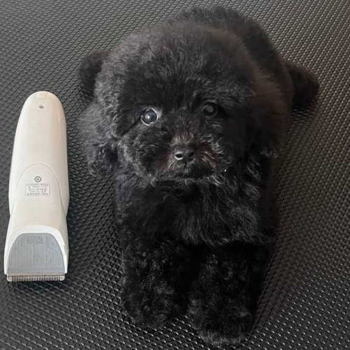 Chó Poodle đen nằm cạnh tông đơ cắt lông thú cưng