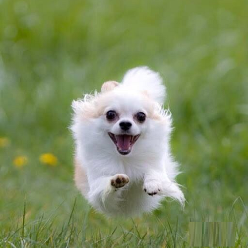 Chihuahua lông trắng đang chạy trên cỏ với vẻ mặt rạng rỡ và hạnh phúc.