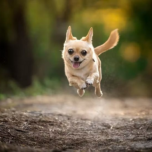 Chihuahua lông vàng nhạt đang bay giữa không trung khi chạy trên đường đất rừng.