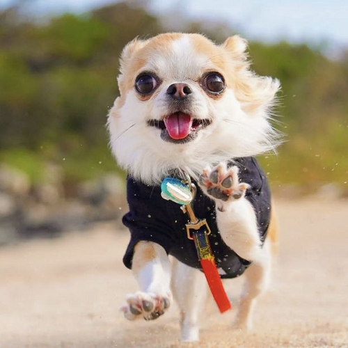 Chihuahua mặc áo đen đang chạy trên bãi cát với vẻ mặt rạng rỡ, lưỡi thè ra đầy năng lượng.