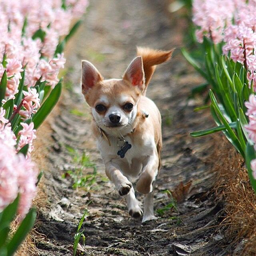 Chihuahua lông vàng trắng đang chạy giữa hai hàng hoa màu hồng nở rộ.