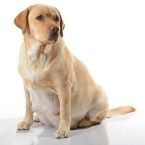 Chó Labrador vàng mang thai đang ngồi yên lặng trên nền trắng