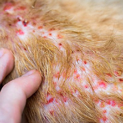 Chó bị viêm da mẩn đỏ, lông thưa và ngứa rát