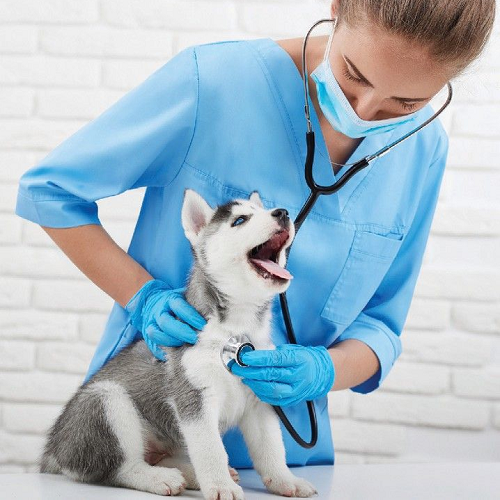Cách xử lý và điều trị khi chó bị đau mắt tại nhà và thú y