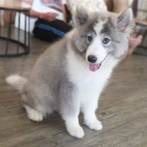 Chó Alaska lai Samoyed Malamute lông xám trắng