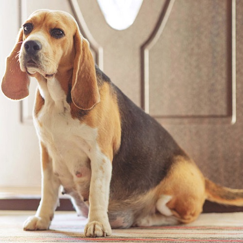 Chó Beagle mẹ đang mang thai gần đến ngày sinh nở