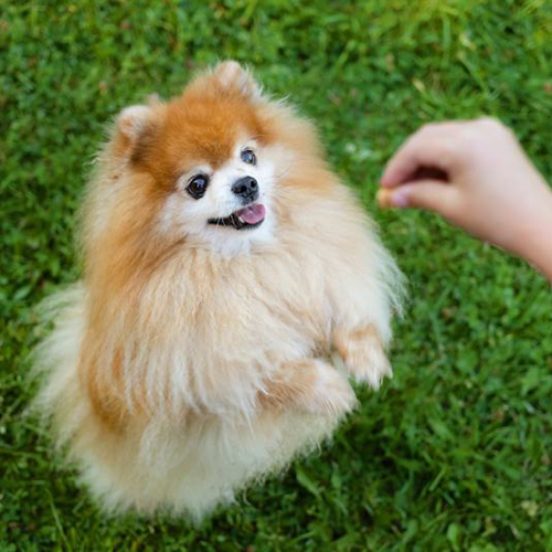 Chó Phốc Sóc nâu đang nhảy lên nhận thưởng từ chủ nhân trong sân cỏ.