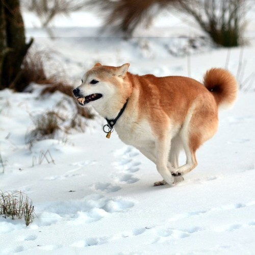 Chó Shiba Inu màu đỏ chạy trong tuyết, thể hiện sự nhanh nhẹn.