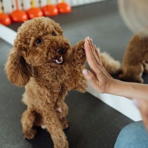 Chó Poodle nâu nhận lệnh huấn luyện và chạm tay với chủ.