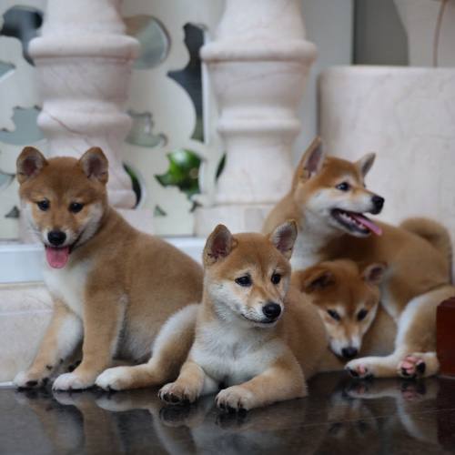Một đàn chó Shiba Inu con nằm thư giãn trên sàn đá cẩm thạch.