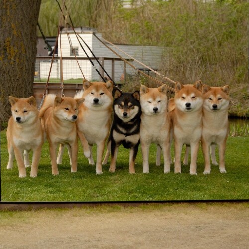 Một nhóm chó Shiba Inu đứng trên bãi cỏ, gồm nhiều màu lông khác nhau.