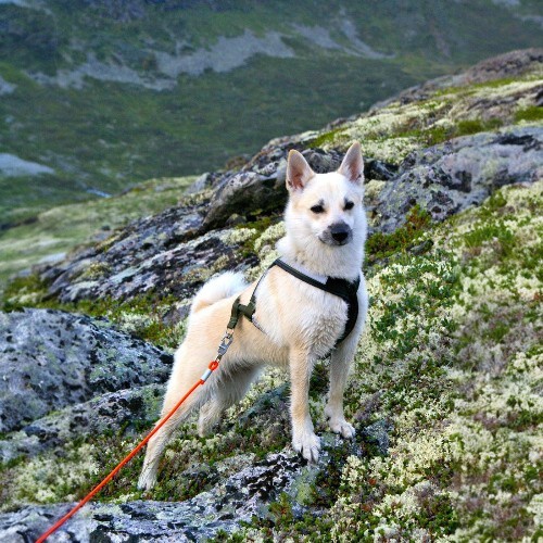 Một chú chó Shiba Inu lớn tuổi đang đứng trên đỉnh núi với dây dẫn cam.