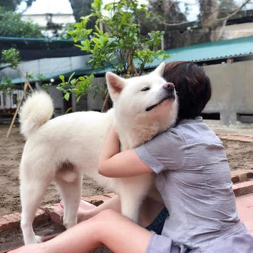 Một chú chó Shiba Inu trắng đang được chủ nhân ôm trong khuôn viên sân vườn.