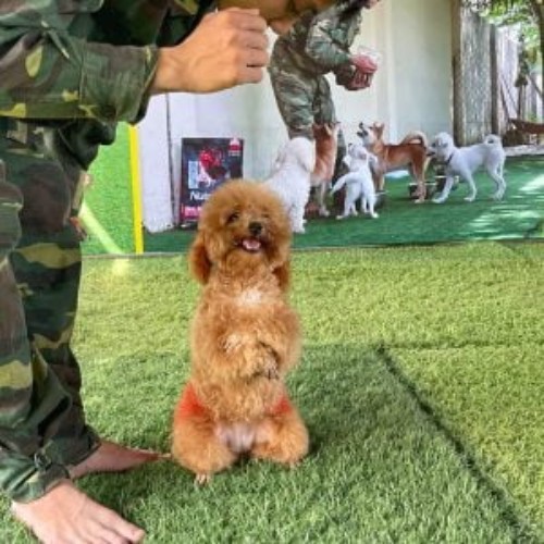 Chó Poodle tại Trường Huấn Luyện Chó Nghiệp Vụ Sài Gòn thực hành kỹ năng.