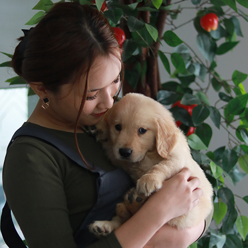 Chó Golden Retriever con được chủ nhân ôm ấp âu yếm