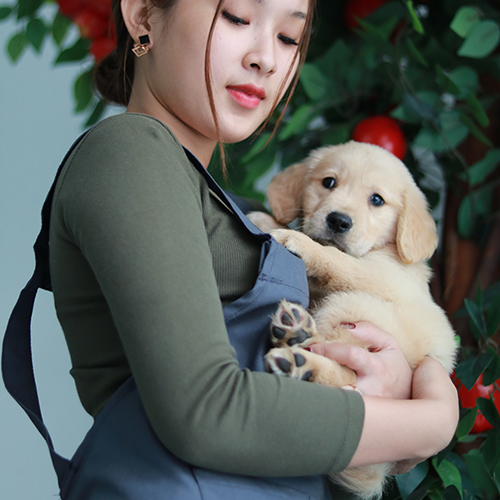 Cô gái bế chó Golden Retriever con 8 tuần tuổi