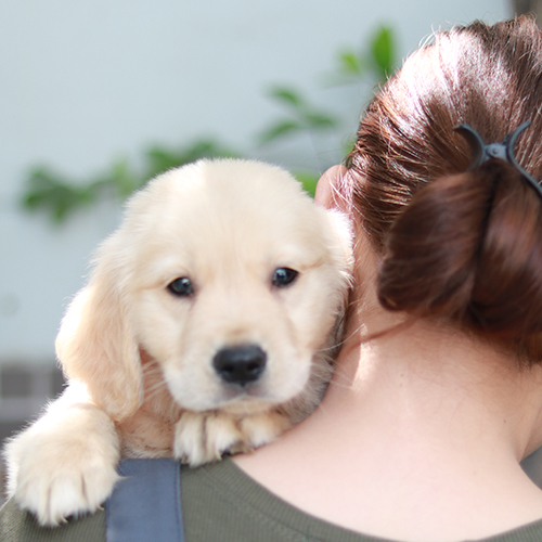 Chó Golden con ôm cổ người chủ
