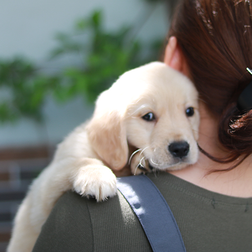 Golden Retriever đực con đang được bế trên vai