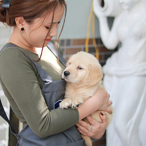 Người phụ nữ bế chó con Golden Retriever trong vòng tay