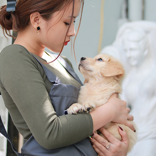 Cô gái bế chú chó Golden Retriever con trong vòng tay