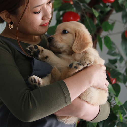 Cô gái ôm chú chó Golden Retriever con vào lòng một cách trìu mến