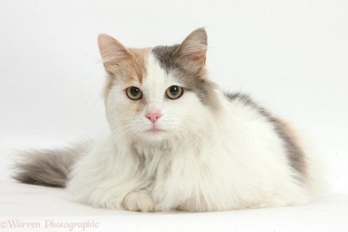 Mèo Van Thổ Nhĩ Kỳ (Turkish Van)