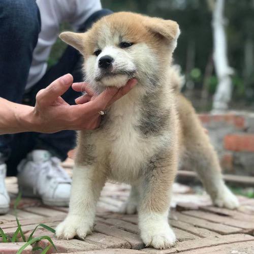 Chú chó Akita con đáng yêu đang được vuốt ve nhẹ nhàng.