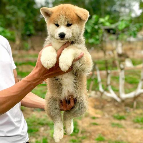 Chó Akita Inu con màu vàng trắng dễ thương đang được bế lên