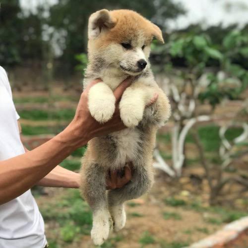 Chó Akita lai tại Việt Nam và lưu ý khi mua