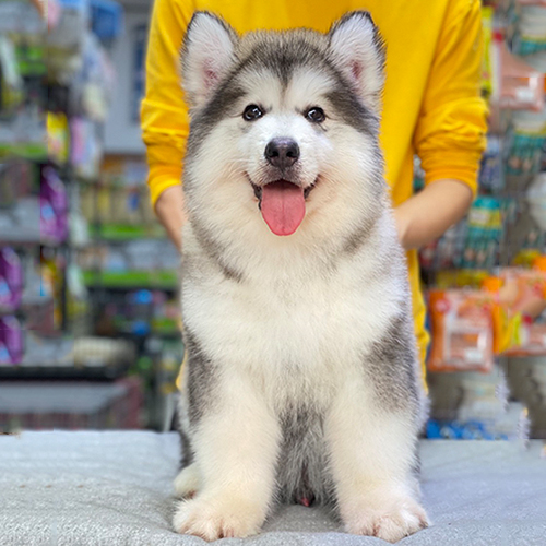 Chó Alaska Giant xám trắng thuần chủng với bộ lông 2 lớp dày mượt, dáng ngồi đáng yêu.