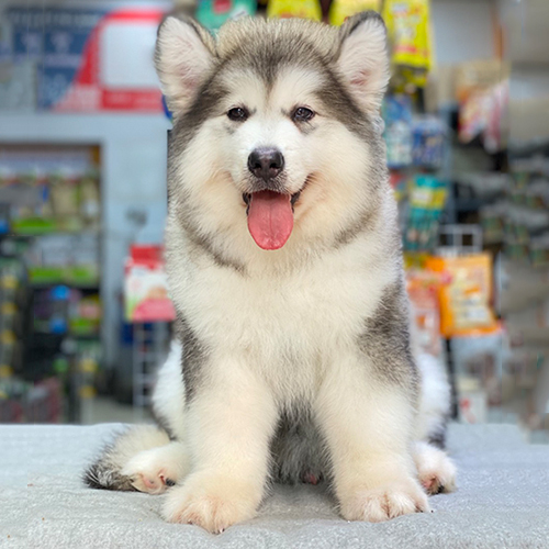 Chó Alaska Giant xám trắng đực ngồi trên bàn, lưỡi hồng thè ra, lông bông cực dày