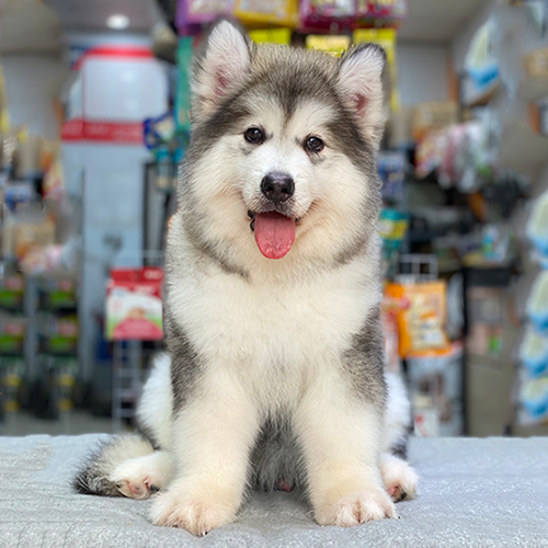 Chó Alaska Giant xám trắng đực tại Chomeocanh.com