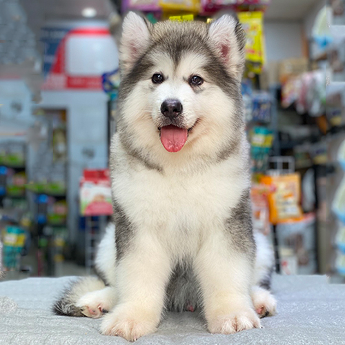 Chó Alaska bự xám trắng ngồi trong cửa hàng thú cưng