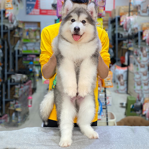 Chó Alaska Giant xám trắng thuần chủng, thân hình khổng lồ nổi bật