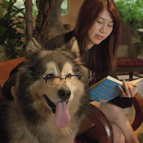 Chó Alaska Giant đeo kính ngồi cạnh người đọc sách