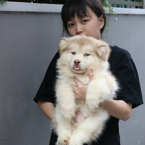 Chó Alaska hồng phấn được bế bởi nhân viên cửa hàng