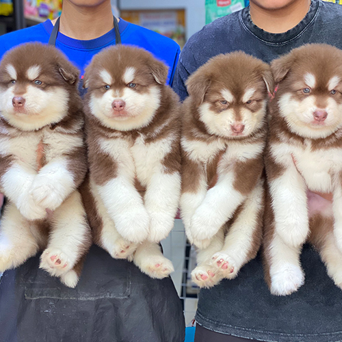 Đàn chó Alaska nâu đỏ con siêu đáng yêu được bế trên tay