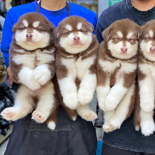 Chó Alaska 2 tháng tuổi lông nâu đỏ trắng đáng yêu