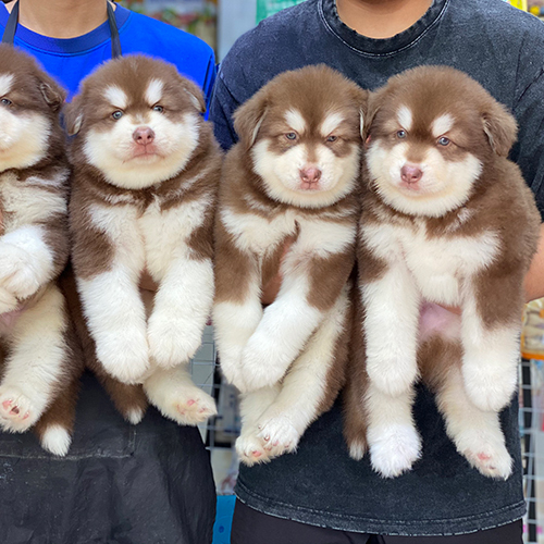 Đàn chó Alaska nâu đỏ con bụ bẫm dễ thương