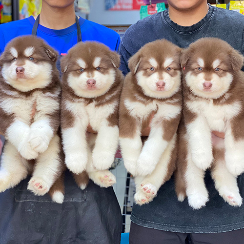Đàn chó Alaska thuần chủng 4 tháng tuổi tại Chomeocanh.com.