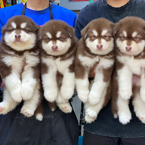 Bốn chó Alaska con nâu trắng được bế lên