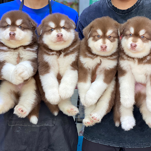 Giá bán Alaska Malamute đực tại Việt Nam - Chó Alaska Malamute thuần chủng.