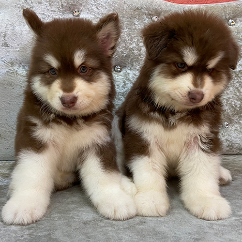Hai chú chó Alaska nâu đỏ thuần chủng dễ thương tại Chomeocanh.com