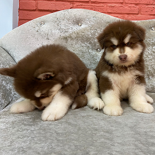 Chó Alaska đẻ mấy con mỗi lứa