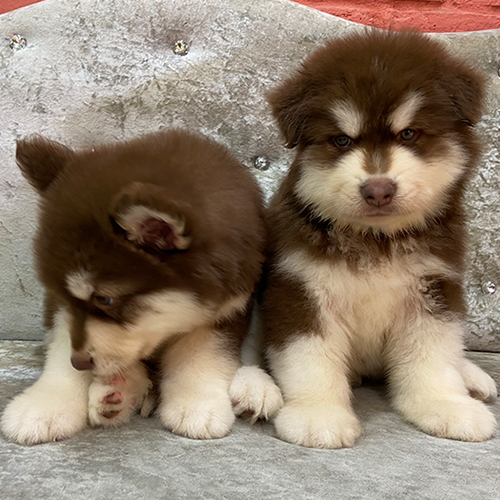 Lưu ý khi chó Alaska sinh sản tại nhà
