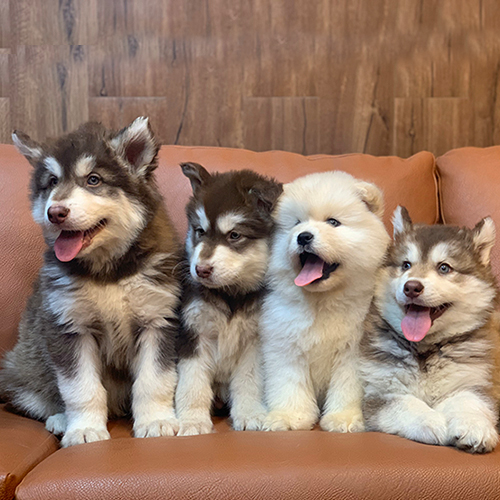 4 chú chó Alaska Malamute con màu nâu đỏ và trắng ngồi trên ghế sofa da nâu