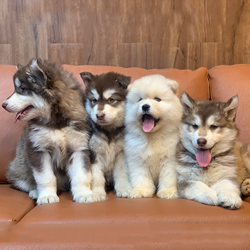 Bốn chú chó Alaska con đáng yêu ngồi trên ghế sofa