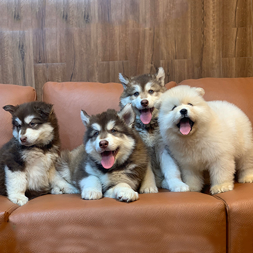 Đàn chó Alaska con nhiều màu lông trên ghế sofa