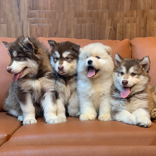 Đàn chó Alaska con thuần chủng đang ngồi trên ghế sofa
