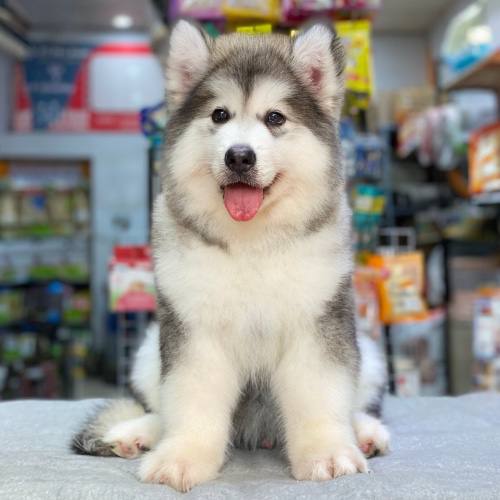 Chó Alaska xám trắng với bộ lông hai lớp dày và mượt
